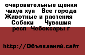 очаровательные щенки чихуа-хуа - Все города Животные и растения » Собаки   . Чувашия респ.,Чебоксары г.